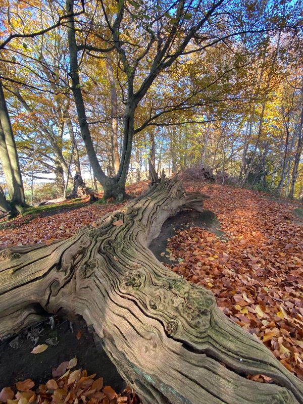 Trees
